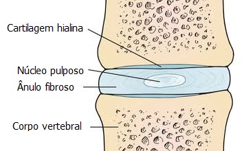 Disco intervertebral 