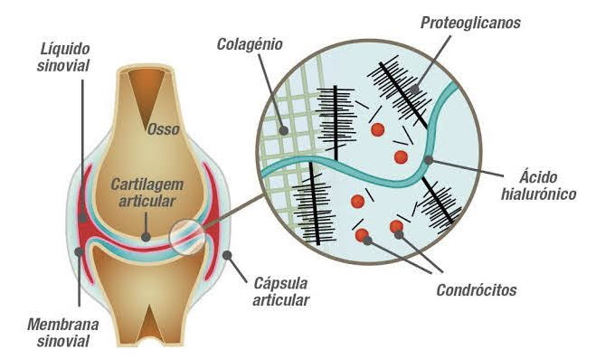 ácido hialurônico e cartilagem 