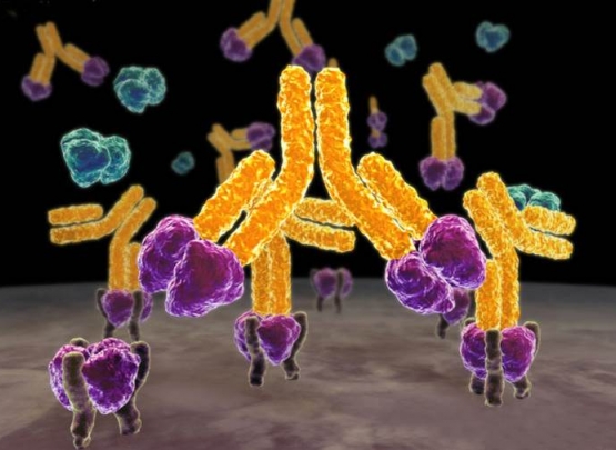 anticorpo monoclonal