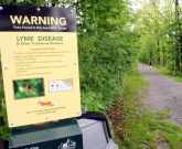 Lyme e artrite