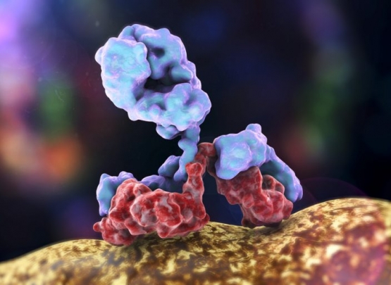 monoclonal