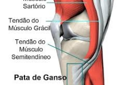 ganso